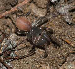 Atypidae