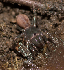 Atypidae