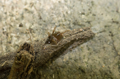Atypidae