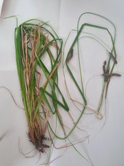 Carex solandri