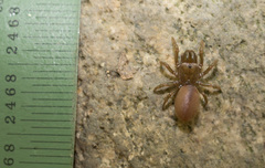 Atypidae