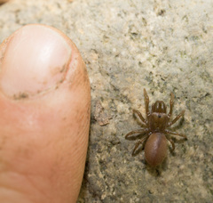 Atypidae