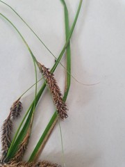 Carex solandri