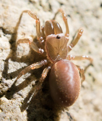 Atypidae
