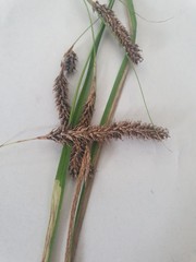 Carex solandri