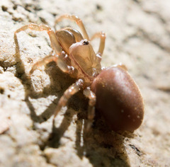 Atypidae