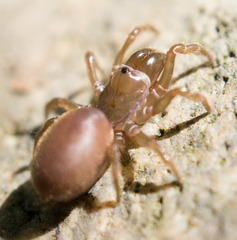 Atypidae