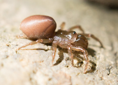 Atypidae