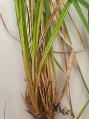 Carex solandri