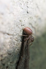 Atypidae