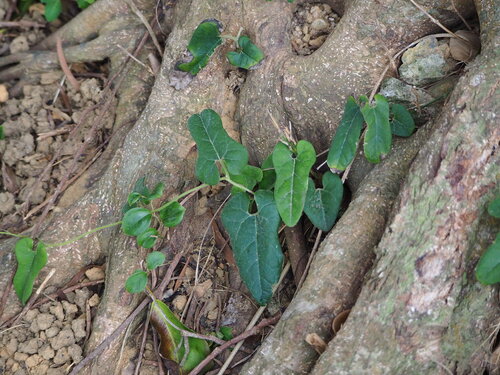 Yellowmouth Duchmanspipe (Aristolochia shimadae)