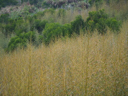 Makino Bamboo (Phyllostachys makinoi)