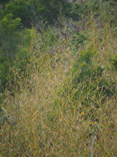 Phyllostachys makinoi, photograph 3