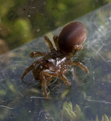 Atypidae