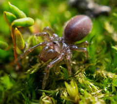 Atypidae