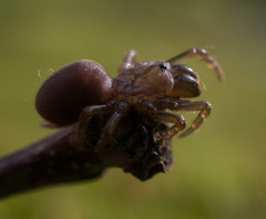 Atypidae