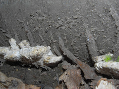 Atypidae