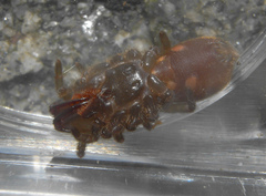 Atypidae