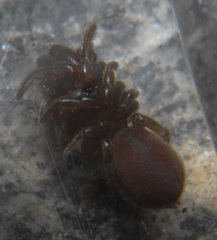 Atypidae