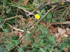 Chrysanthemum lavandulifolium, photograph author not stated, no rights reserved