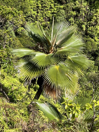 Pritchardia hardyi observed 2022-08-24