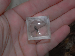 Atypidae