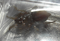 Atypidae