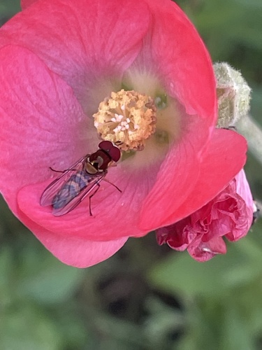 Unknown species found near Halison St, Torrance, CA, US