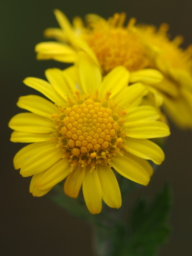 Chrysanthemum lavandulifolium, photograph 1