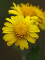Chrysanthemum lavandulifolium