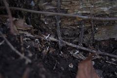 Atypidae