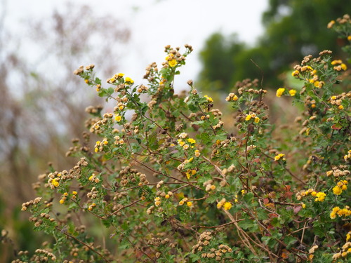 Chrysanthemum lavandulifolium, photograph 2