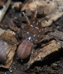 Atypidae