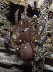 Atypidae