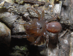 Atypidae