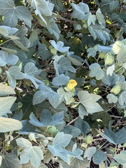 Gossypium tomentosum, photograph author not stated, no rights reserved