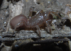 Atypidae