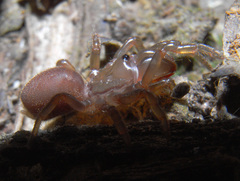 Atypidae