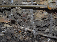 Atypidae