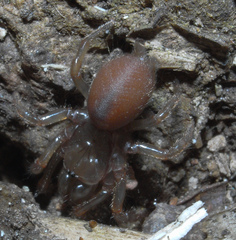 Atypidae