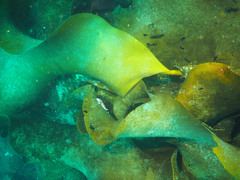 Himantothallus grandifolius