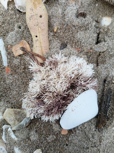 Well-forked Coralline (Jania verrucosa)