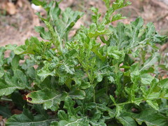 Echinops grijsii