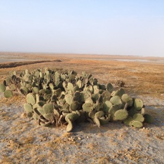 Opuntia huajuapensis