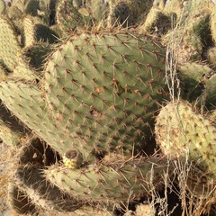 Opuntia huajuapensis