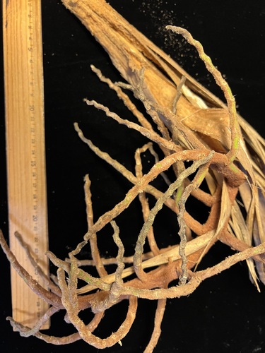 Pritchardia hardyi observed 2024-11-21