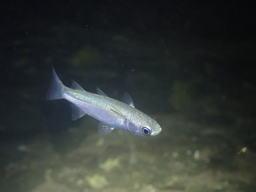 Planiliza macrolepis observed 2026-02-23