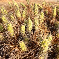 Austrocylindropuntia subulata