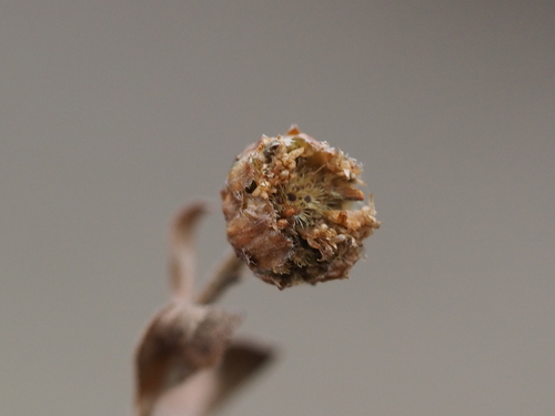 Aster shimadae, photograph 2