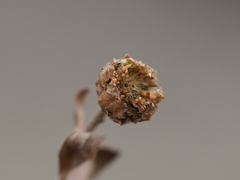 author not stated, no rights reserved Aster shimadae, photograph author not stated, no rights reserved